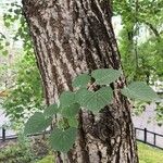 Tilia mongolica Bark