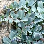 Mertensia maritima Λουλούδι