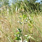 Asclepias viridiflora Hábito