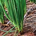 Allium ascalonicum Blatt