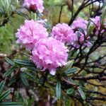 Rhododendron trichostomum Kvet