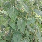 Salvia mexicana List