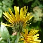 Crepis pyrenaica 花