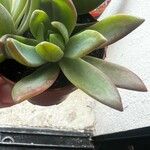 Pachyphytum kimnachii Leaf