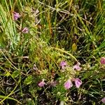 Pedicularis palustris Flower