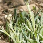 Antennaria carpatica Hábito