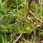 Dactylorhiza majalisFuelha