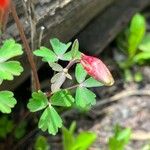 Aquilegia elegantula Feuille