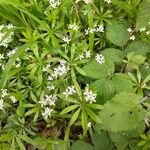 Galium odoratumFlower