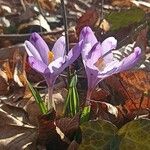Crocus heuffelianus Çiçek