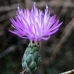 Mantisalca salmantica Flower