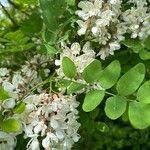 Robinia viscosaFlower