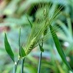 Hordeum vulgare 果實