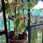 Plectranthus forsteri Blad