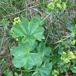 Alchemilla acutiloba Φύλλο