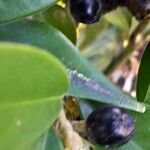 Sarcococca orientalis Fruit