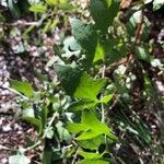 Sonchus tenerrimus Blad