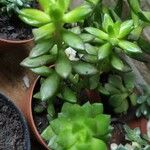 Sedum hernandezii Habitat