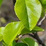 Prunus mahaleb Blatt