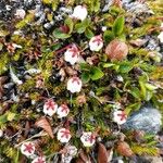 Harrimanella hypnoides Casca