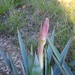 Yucca pallida Flor