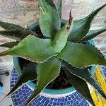 Agave parryi Leaf