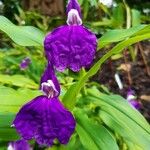 Roscoea purpurea 花
