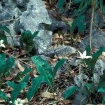 Jaborosa integrifolia Elinympäristö