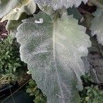 Salvia argentea Fuelha