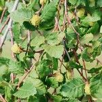 Nothofagus alpina Hoja
