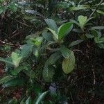 Psychotria pulchrebracteata Plante entière