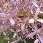 Congea tomentosa Flor