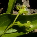 Ximenia americana 花