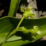 Ximenia americana Flower