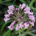 Tulbaghia simmleri Flower