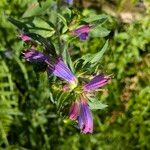 Echium rosulatum Habitus