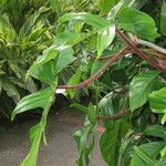 Philodendron squamiferum Alia