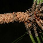 Pinus arizonica Fruit