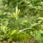 Carex pallescens Kvet