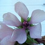 Althaea officinalis Fiore