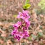 Daphne mezereum Flower