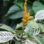 Sanchezia oblonga Flower