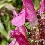 Pedicularis rostratocapitata Cvet