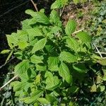 Rubus occidentalis Fuelha