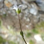 Arenaria grandiflora Blüte