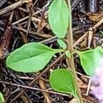 Thymus serpyllum 葉