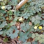 Oxalis corniculata Plante entière