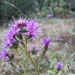 Serratula tinctoria Flors
