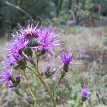 Serratula tinctoria Flower