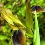 Iris tuberosa Floare